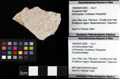 Foto (Objket + Etiketten) von Goniodromitidae indet. 